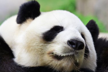 Uyuyan panda