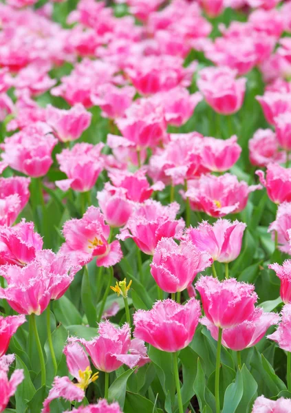 Campo de flores de tulipa — Fotografia de Stock