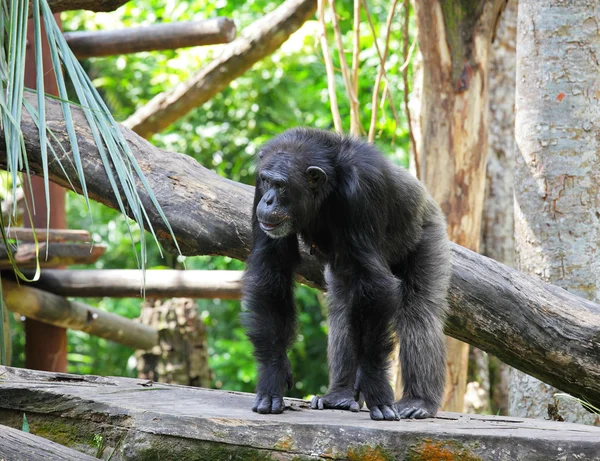 Шимпанзе — стоковое фото