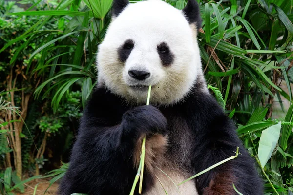 Panda comiendo bambú —  Fotos de Stock