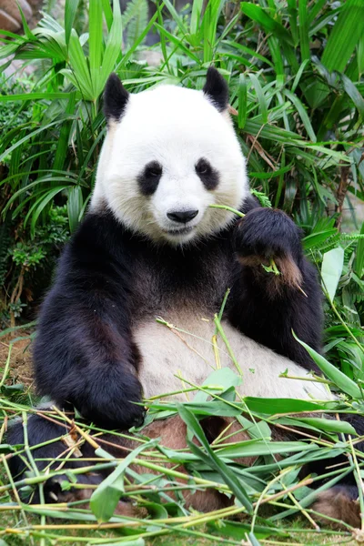 Panda Ordförande — Stockfoto