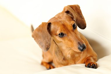 Divan Dachshund Köpek