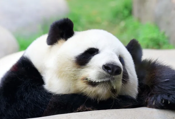 Panda Durmiente — Foto de Stock