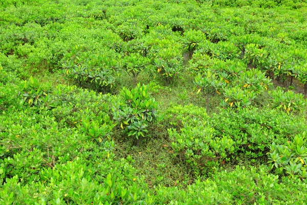 Kayu Mangrove Merah di Hong Kong — Stok Foto