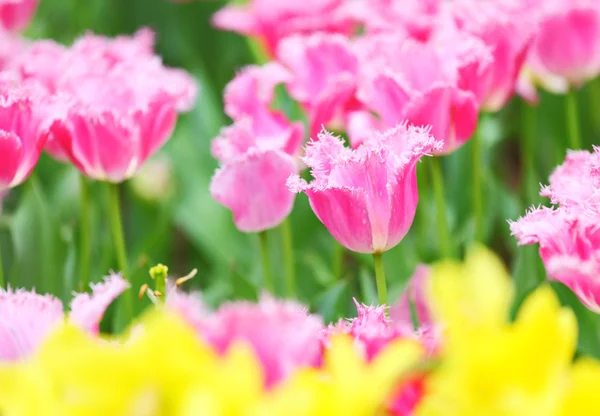 チューリップの花のフィールド — ストック写真