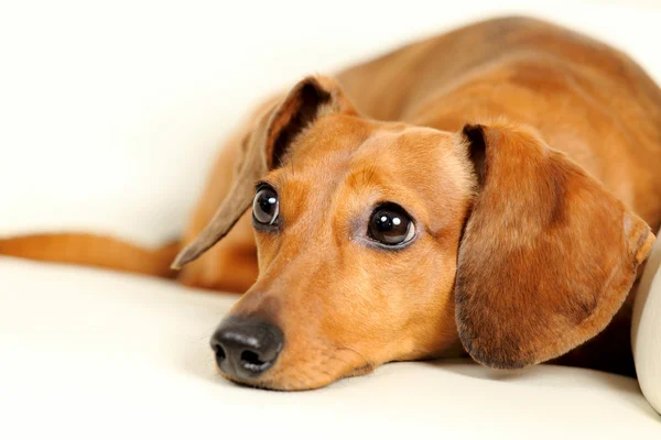 Teckel hond op sofa — Stockfoto