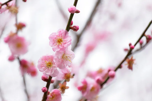 Blumen der Kirschblüten — Stockfoto