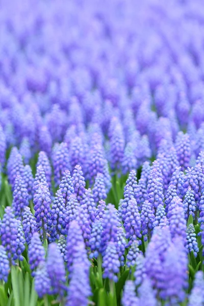 Çiçek, muscari botryoides — Stok fotoğraf