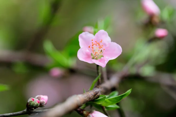 Flores de cerezo —  Fotos de Stock