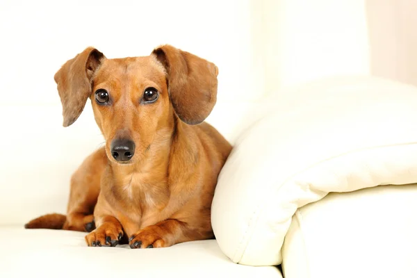 Cão dachshund no sofá — Fotografia de Stock