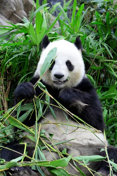 Reuzenpanda die bamboe eet Rechtenvrije Stockafbeeldingen