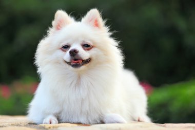Pomeranya köpeği