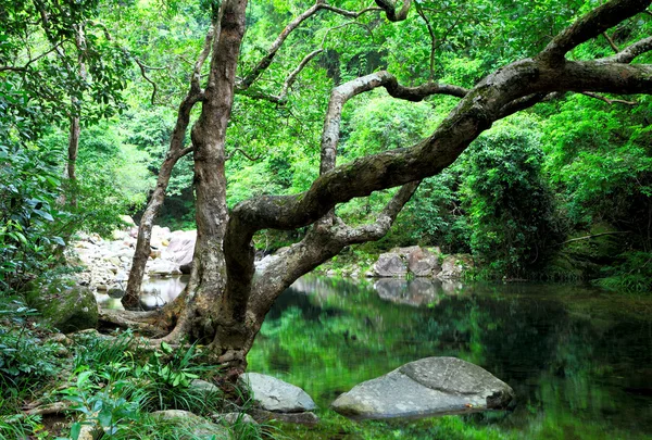Дерево и вода в джунглях — стоковое фото