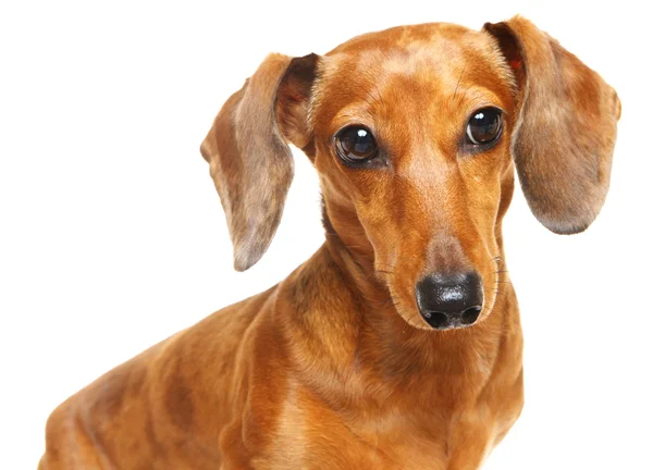 Dachshund dog — Stock Photo, Image