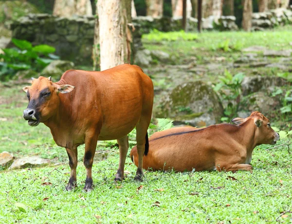 Большая корова — стоковое фото