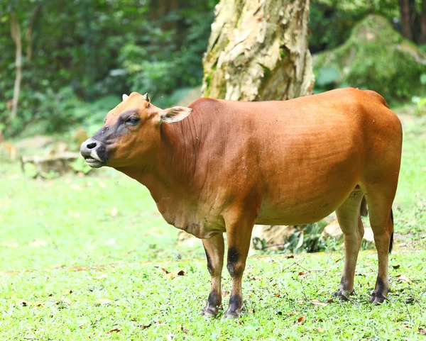 Big cow — Stock Photo, Image