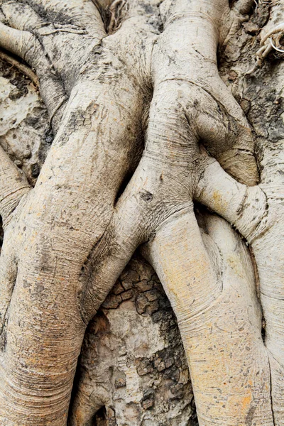 Tree roots — Stock Photo, Image