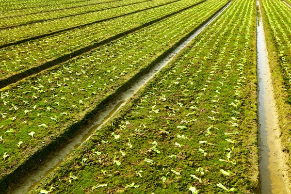 Campo de explotación — Foto de Stock