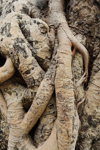 Raíz de árbol —  Fotos de Stock