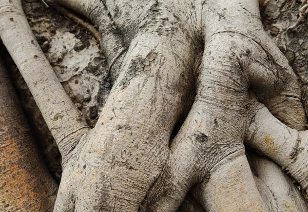 Tree root — Stock Photo, Image