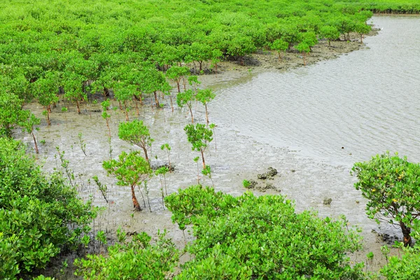 Röd mangrove — Stockfoto