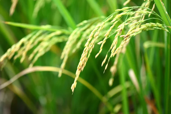 Arroz paddy — Fotografia de Stock