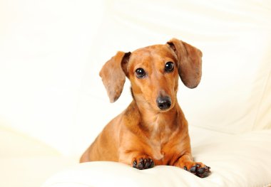 Divan Dachshund Köpek