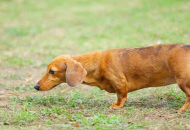 Dachshund Köpek