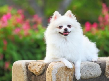 Pomeranya köpeği