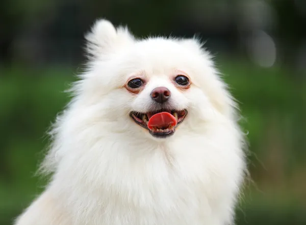 Cane bianco pomerania — Foto Stock