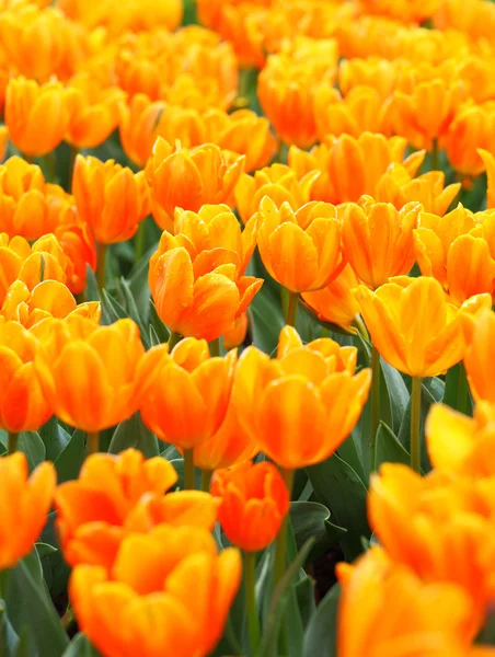 Flowers tulips — Stock Photo, Image