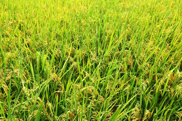 Ryż niełuskany na polu — Zdjęcie stockowe
