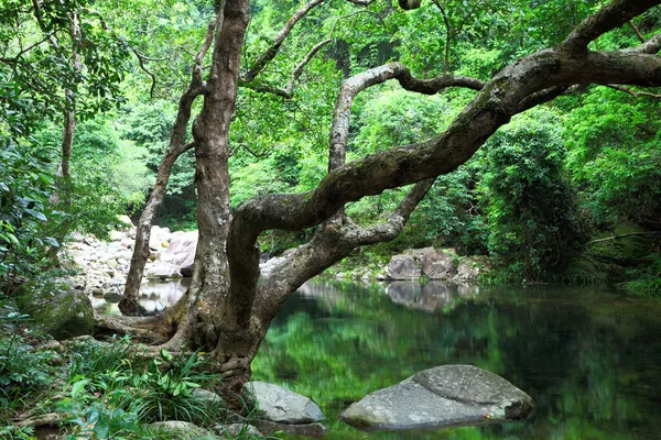 Forêt avec eau et arbre — Photo