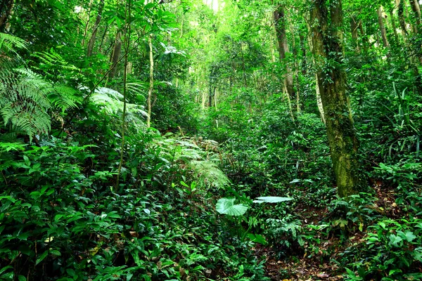 jungle