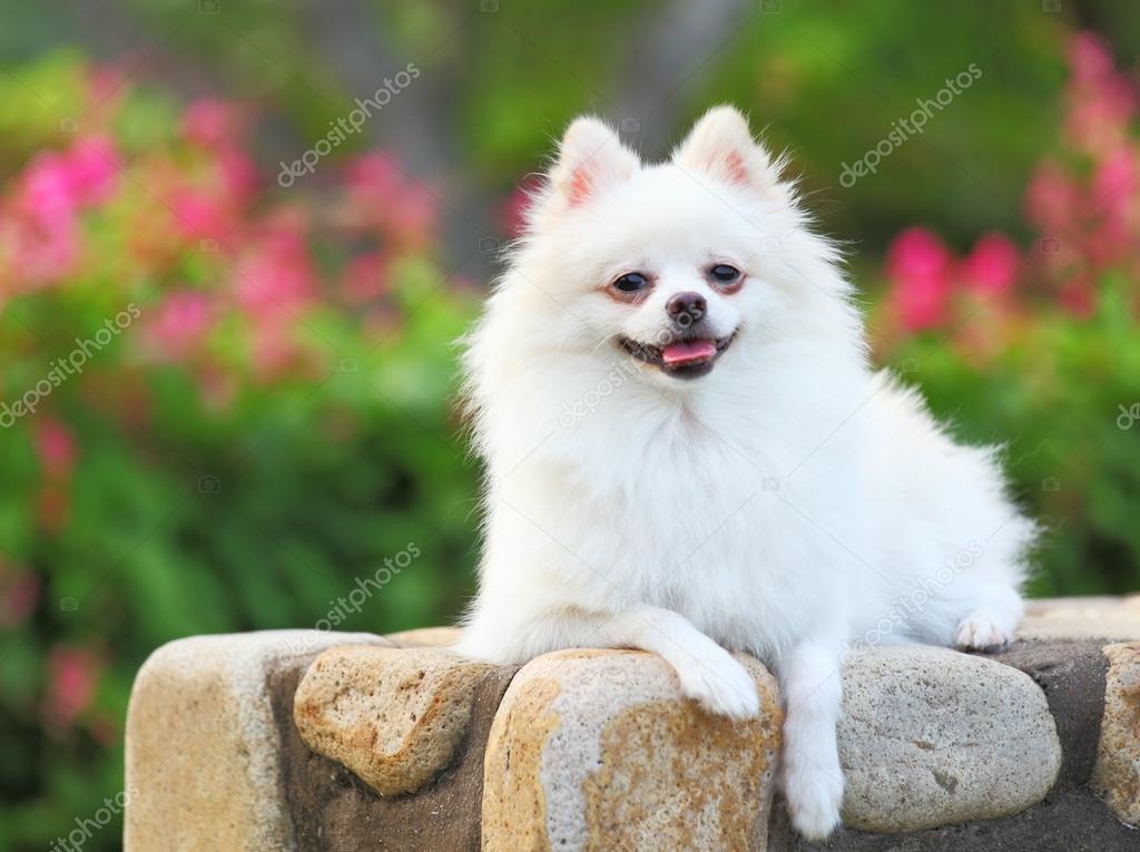 White Pomeranian dog Stock Photo by ©leungchopan 18967917