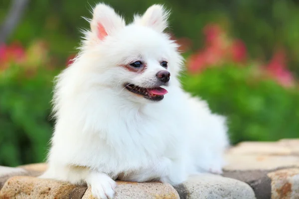 Cão pomerano branco — Fotografia de Stock