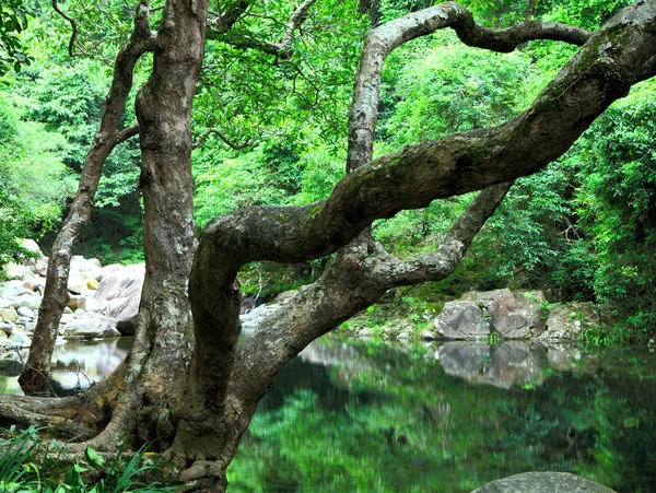 Floresta com água e árvore — Fotografia de Stock