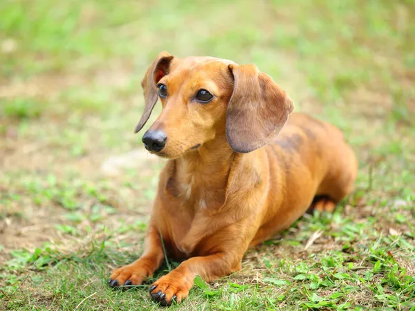 Perro salchicha —  Fotos de Stock