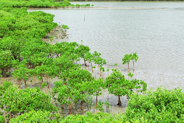 Červený mangrovy — Stock fotografie