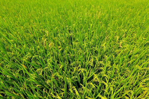 Pole ryżowe — Zdjęcie stockowe