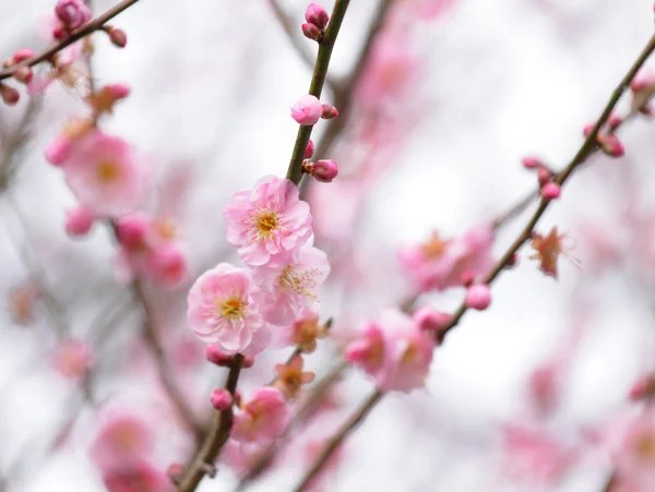 Kirschblüte — Stockfoto