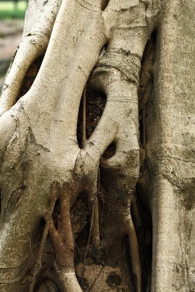 Tree root — Stock Photo, Image