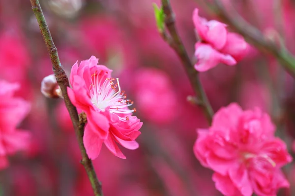 桃花、 装饰花卉为中国新的一年 — 图库照片