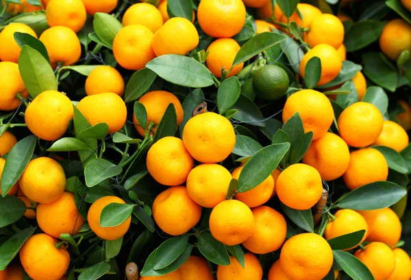 Chinese kumquat for chinese new year — Stock Photo, Image