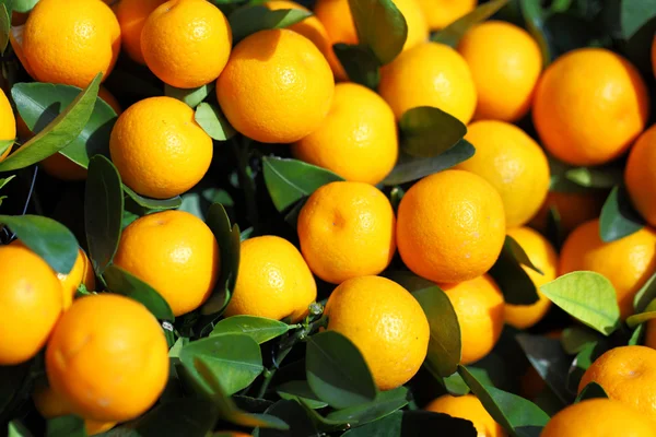 Fruta cítrica en año nuevo chino — Foto de Stock