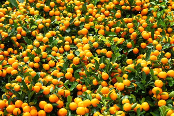 Citrus Fruit in Chinese New Year — Stock Photo, Image