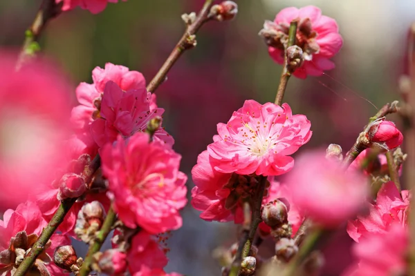Brzoskwiniowy kwiat, kwiat ozdoba dla chińskiego nowego roku — Zdjęcie stockowe