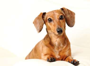 Divan Dachshund Köpek