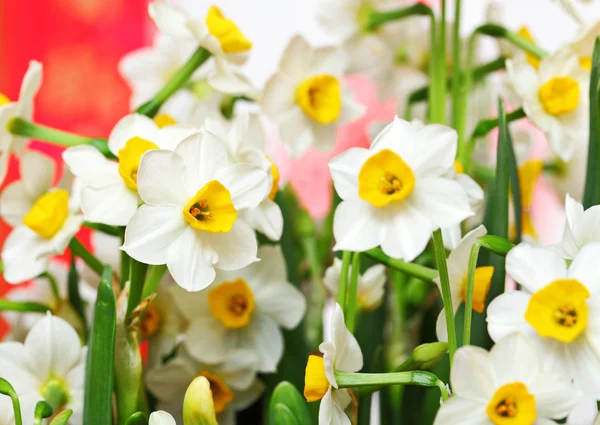 Narcissus flower for chinese new year — Stock Photo, Image