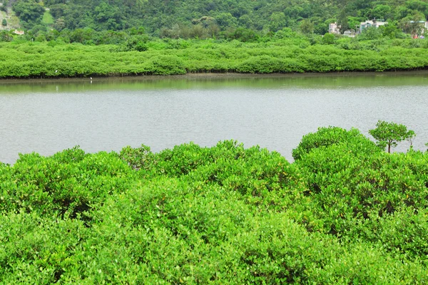 Pianta di mangrovie rosse sul mare — Foto Stock